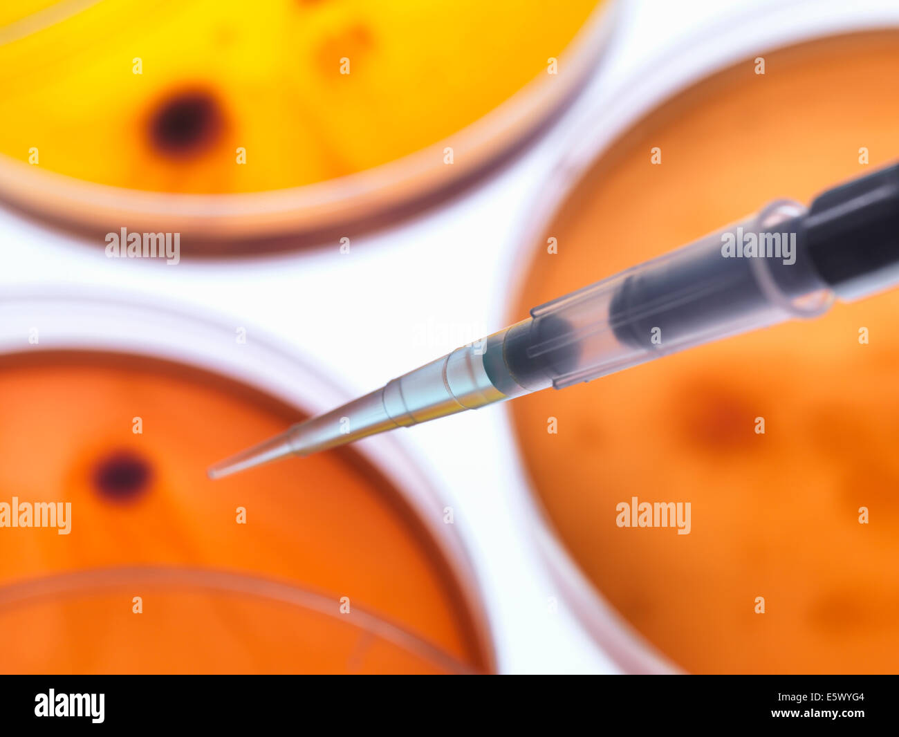 Scientist pipetting sample into a petri dish containing cultured bacteria in a microbiology lab Stock Photo