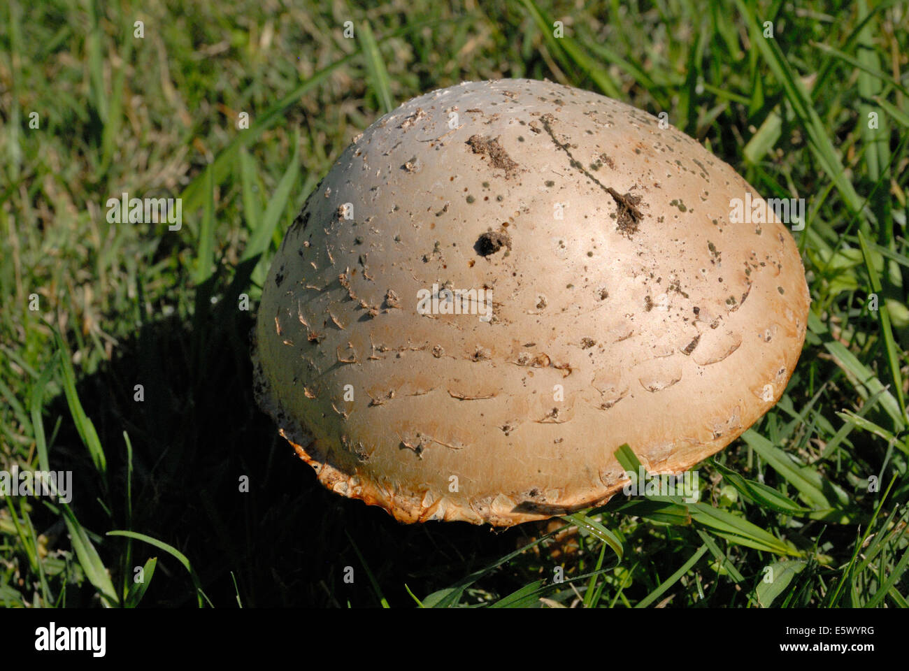 Shaggy mushroom Stock Photo