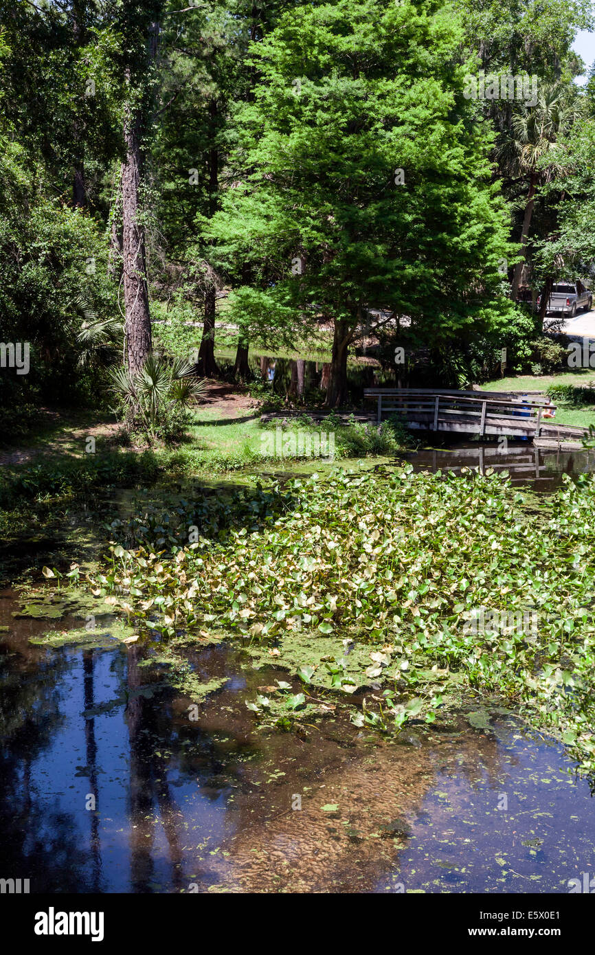 A low wooden bridge crosses a picturesque pond lined by Cypress trees ...