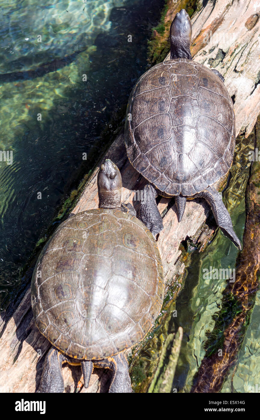 Coastal Plain Cooter (Pseudemys concinna floridana) or Florida Cooter, species of herbivorous freshwater turtle sunning on log. Stock Photo