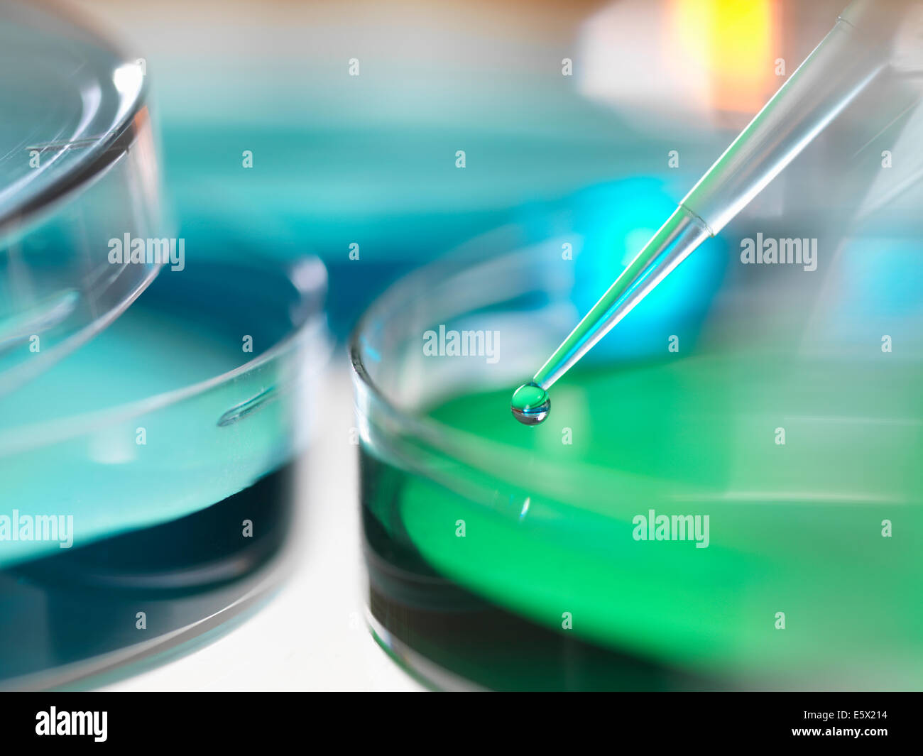 Scientist pipetting sample into a petri dish in a laboratory Stock Photo