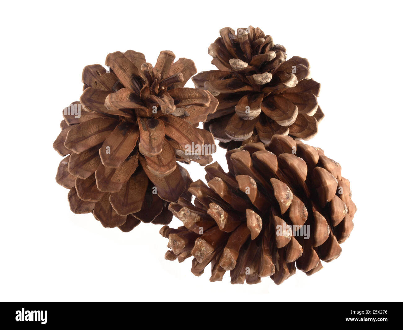Pine or fir cones on a white background. Stock Photo