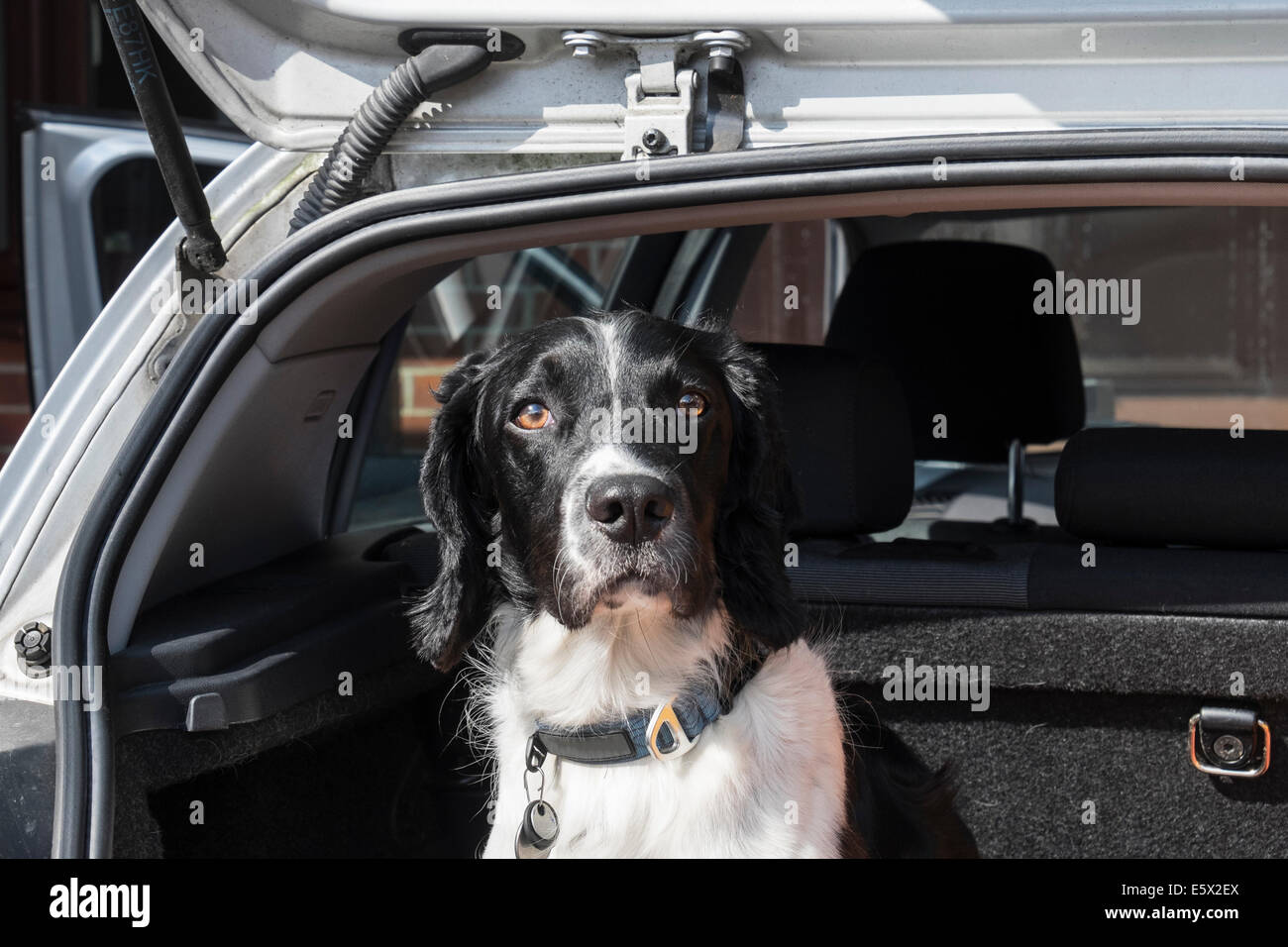 Where Should A Dog Sit In The Car