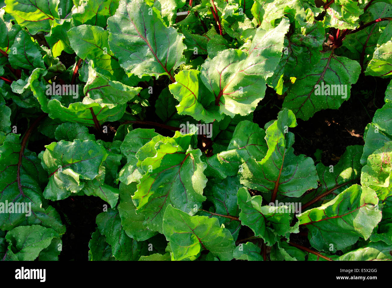 Beet leaves in the garden Stock Photo Alamy
