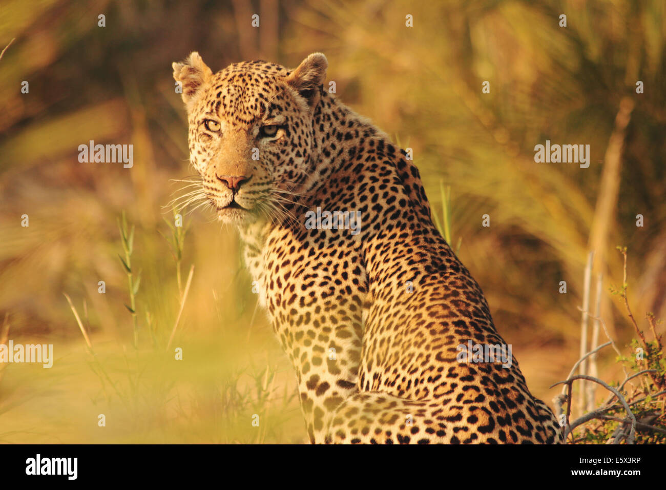 Leopard Staring back at you Stock Photo