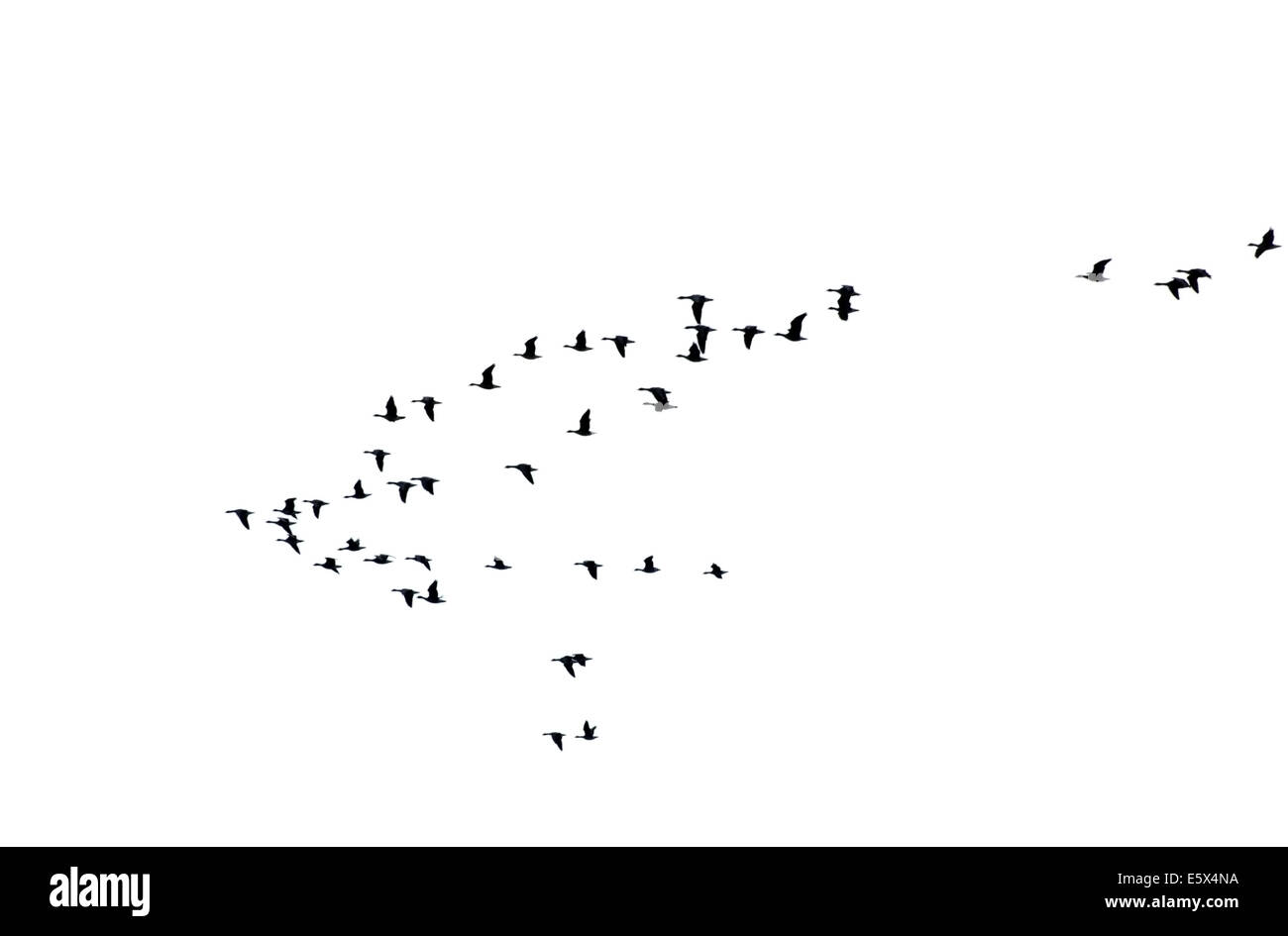 Flock of wild geese Stock Photo - Alamy