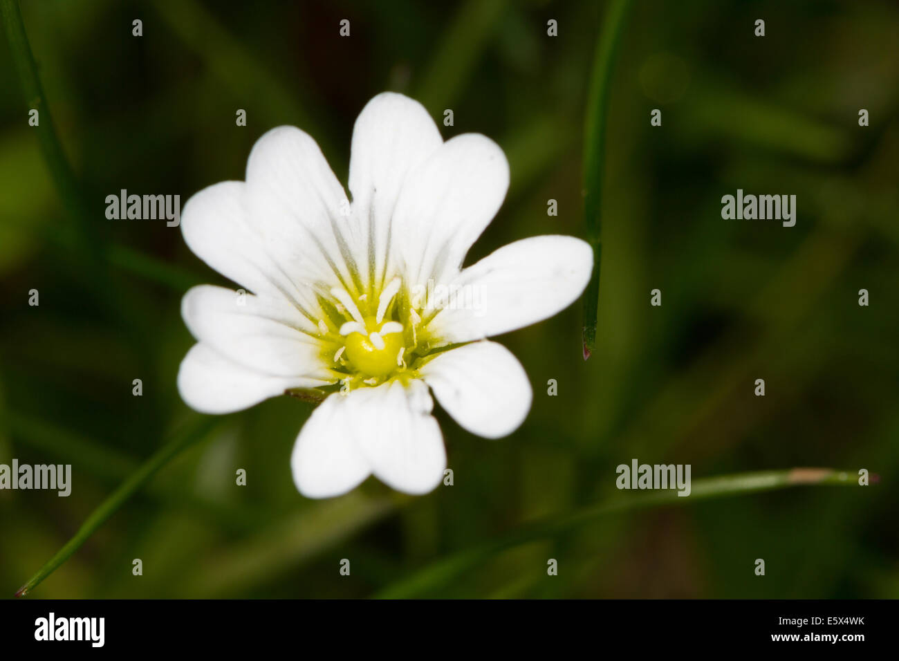 Field Mouse-ear (Cerastium arvense) flower Stock Photo