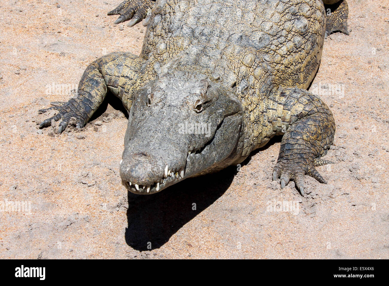 A large crocodile poses for a photo as he awaits his afternoon lunch from the rangers. Stock Photo