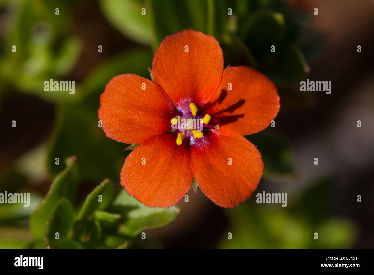 Scarlet Pimpernel Flower High Resolution Stock Photography And Images Alamy Scarlet Pimpernel Flower High Resolution Stock Photography And Images Alamy