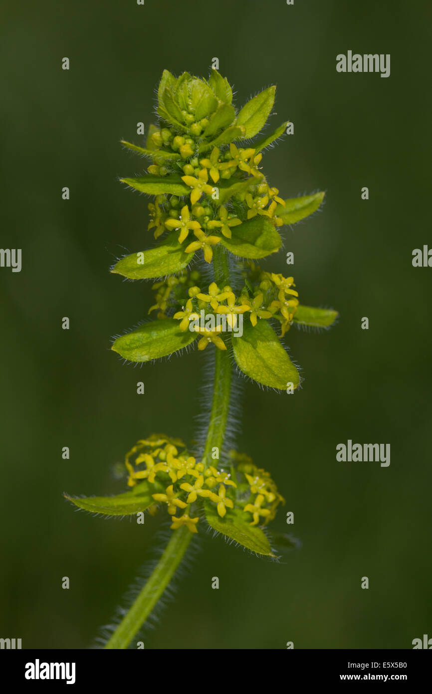 Crosswort (Cruciata laevipes) flower Stock Photo