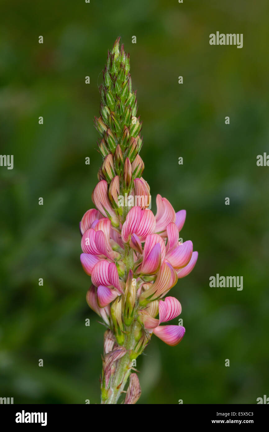 Sainfoin (Onobrychis viciifolia) flower Stock Photo