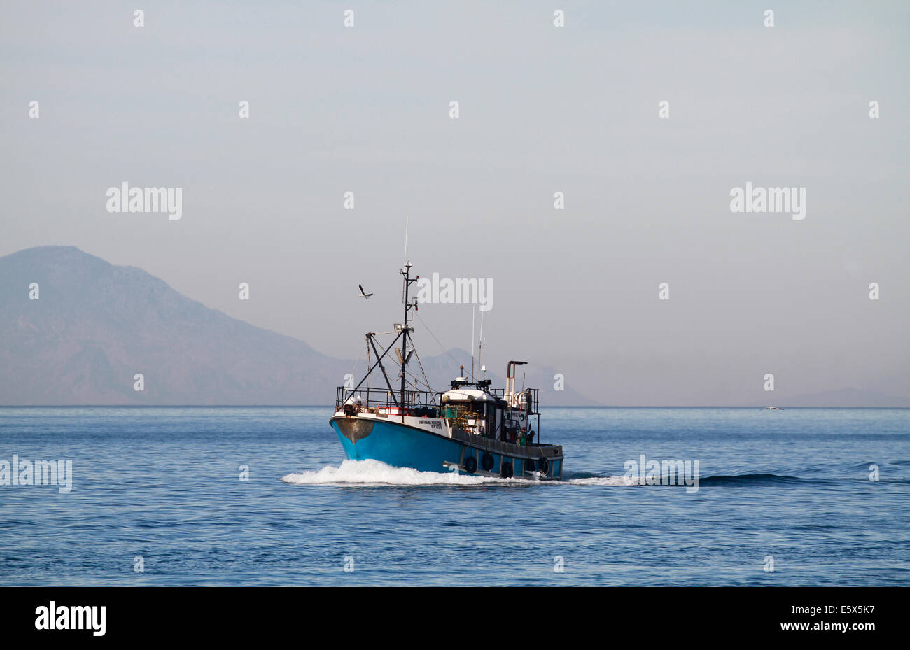 Gulls circling a fishing boat as it returns to Kalk Bay Harbour to offload its catch. Stock Photo