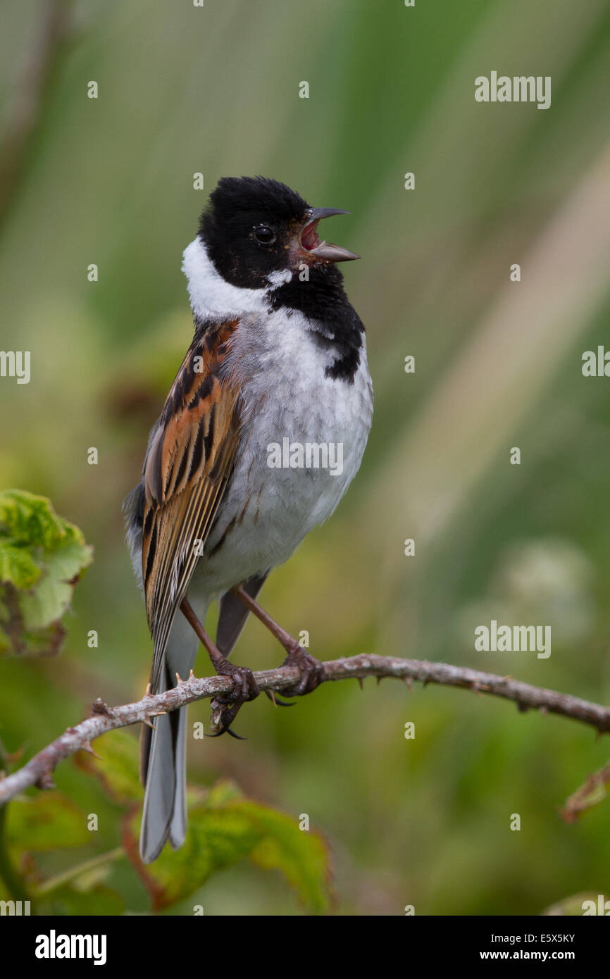 singing male Reed Bunting (Emberiza schoeniclus) Stock Photo