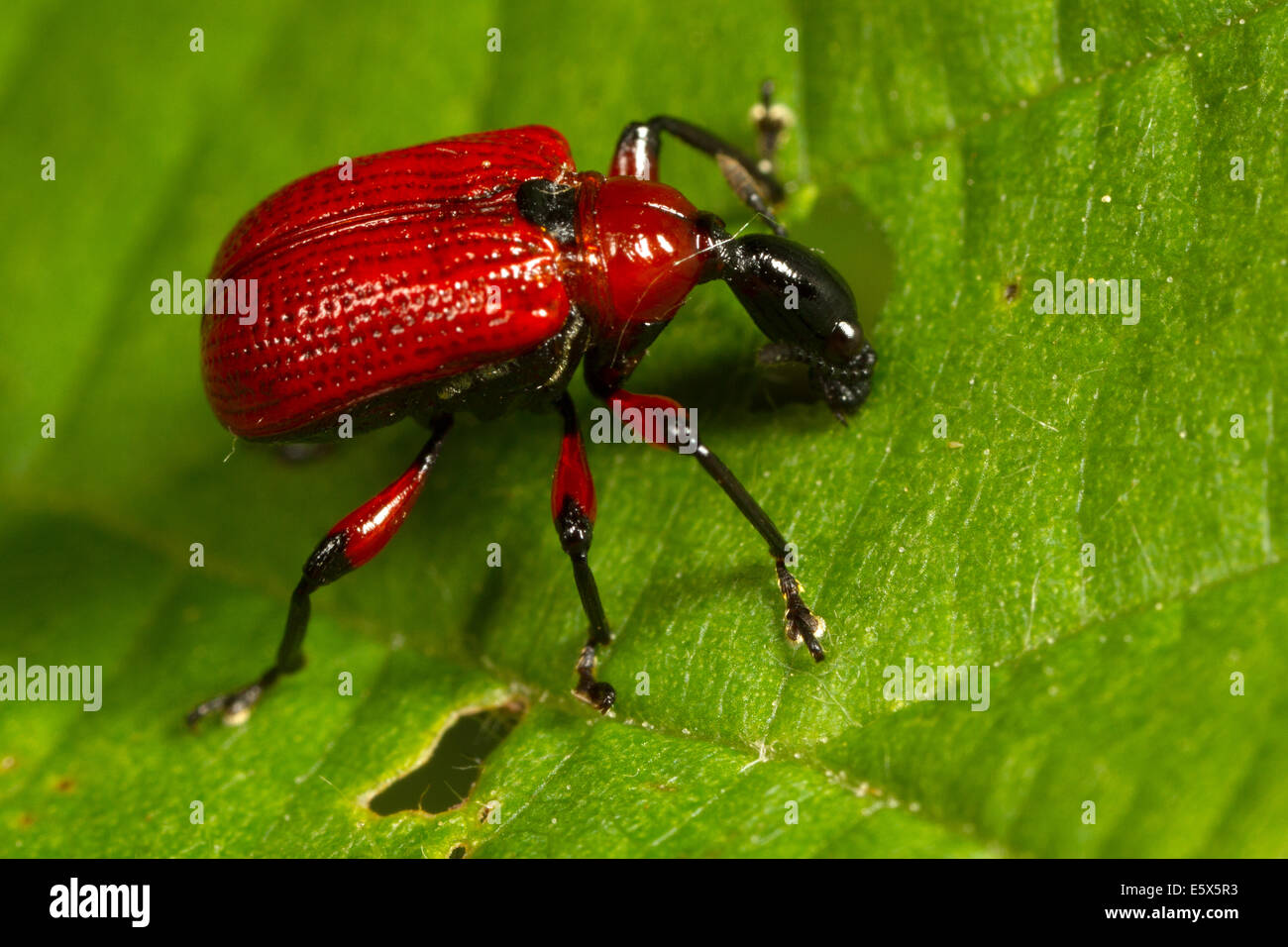 Apoderus coryli, a small red weevil, eating a hazel leaf Stock Photo