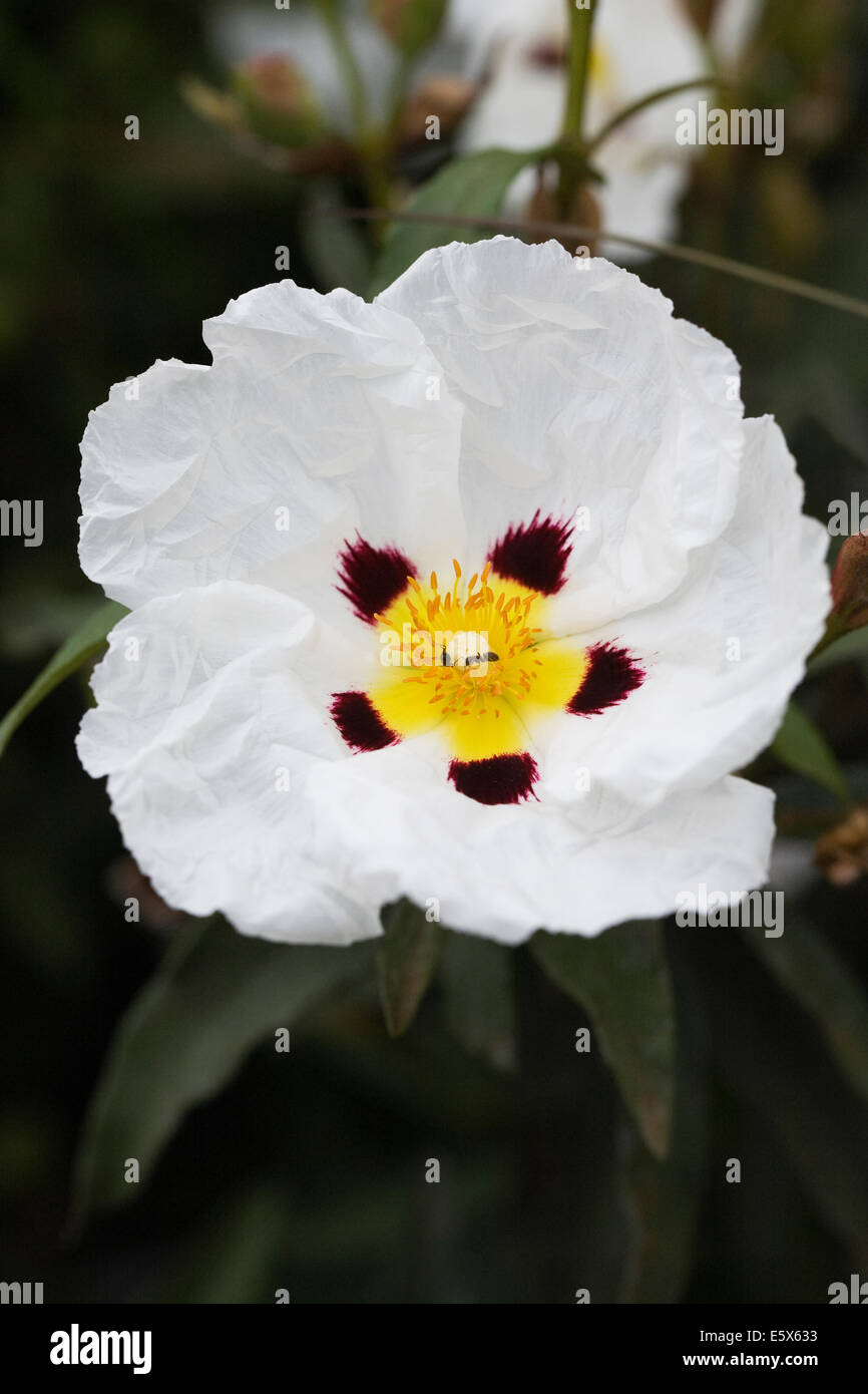 Cistus ladanifer. Gum rockrose flower. Stock Photo