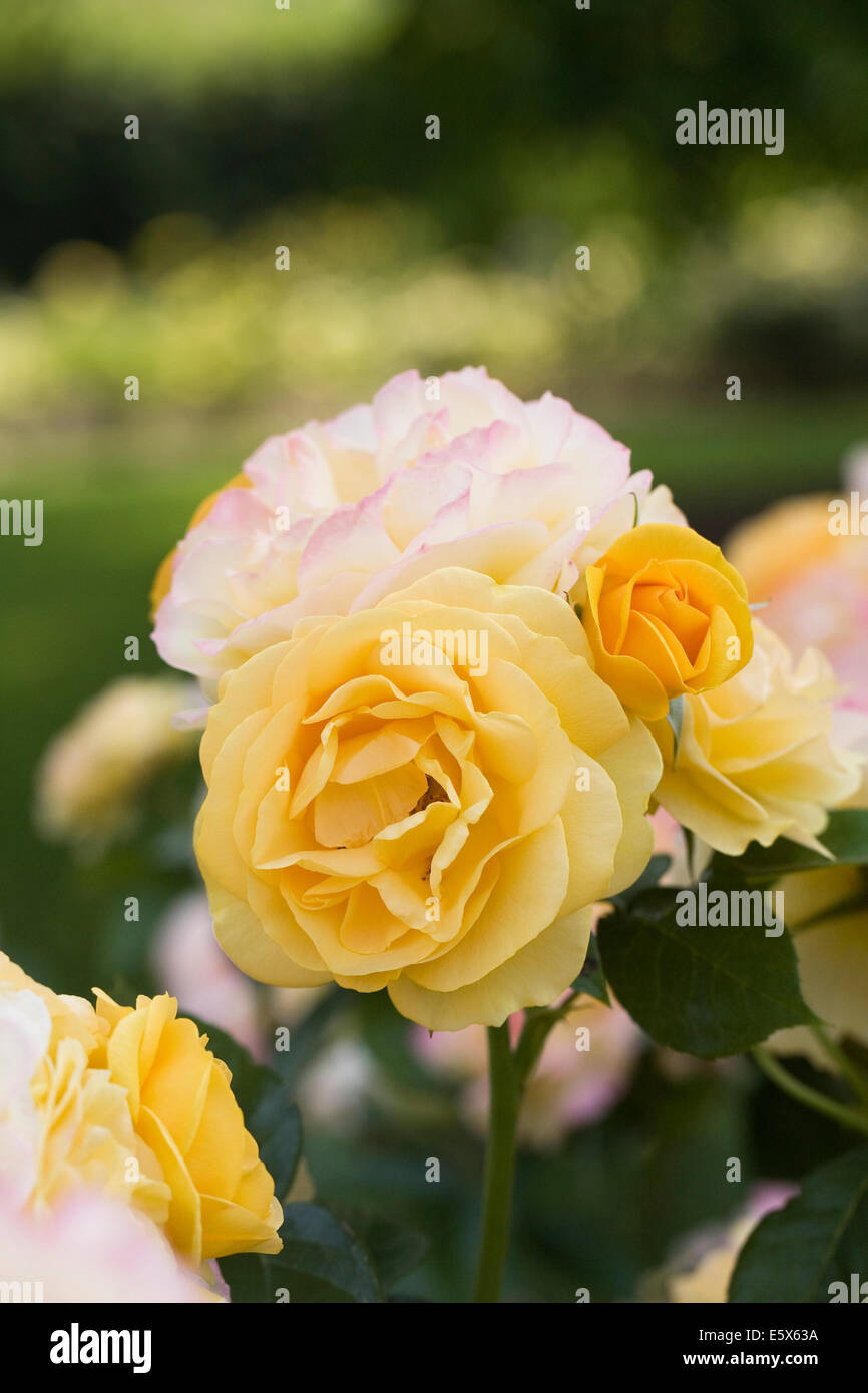 Fabulous Roses Rosa 'Absolutely Fabulous' (Wekvossutono) .Golden yellow rose in an ...