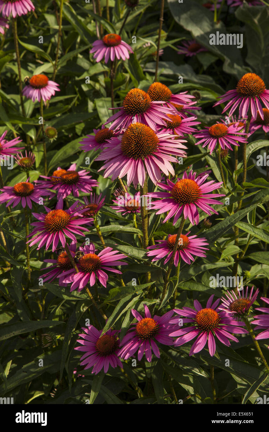 Echinacea or corn flowers are said to have medicinal qualities good for the human immune system. Echinacea is an herb. Several bees pollinating the flowers Stock Photo
