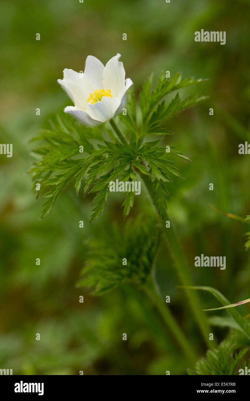 white-form of Alpine Pasque Flower (Pulsatilla alpina alpina) Stock Photo