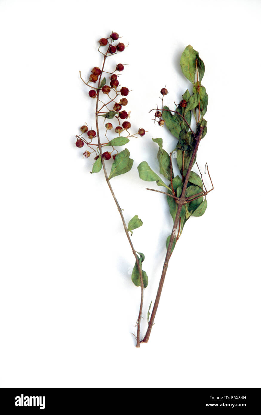 Henna Plant & Seeds Stock Photo - Alamy