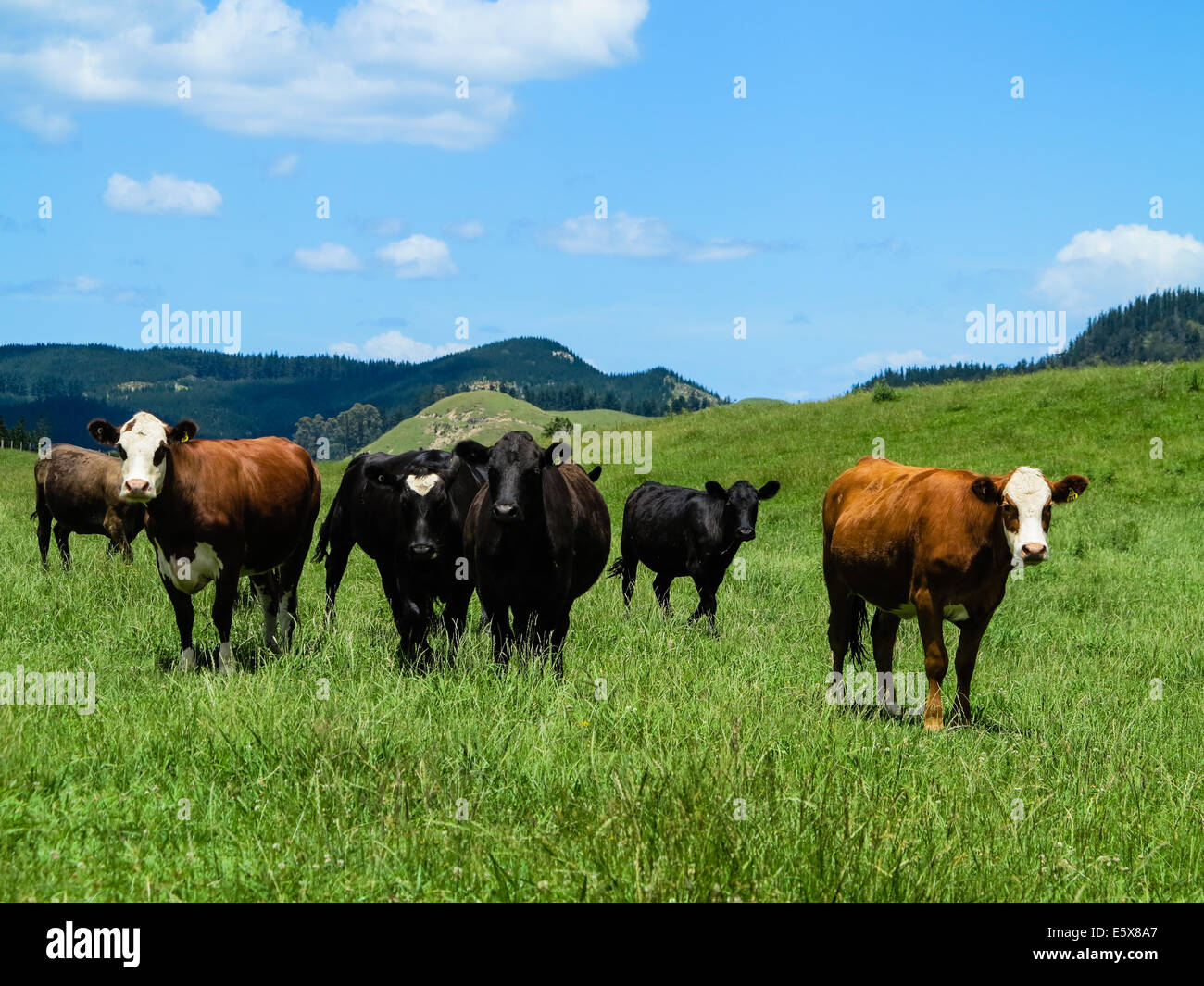 Cattle Farm Hereford Friesian Angus Cross Stock Photo Alamy