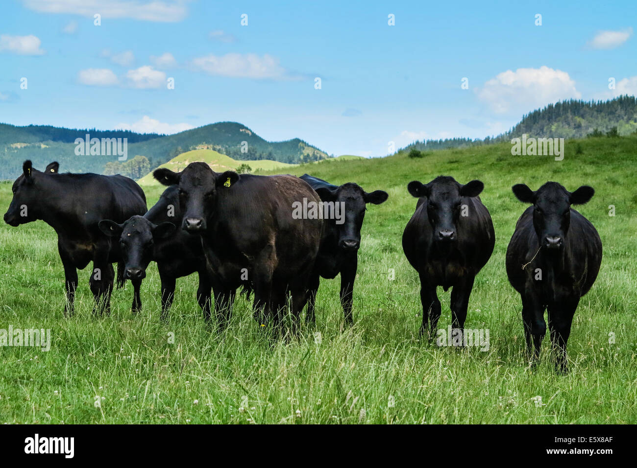 Cattle Farm Angus Stock Photo