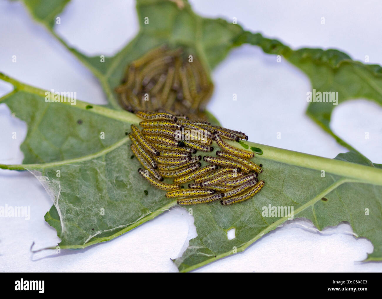 Cabbage White Butterfly Caterpillars (pieris brassicae) eating a Cavolo Nero leaf Stock Photo