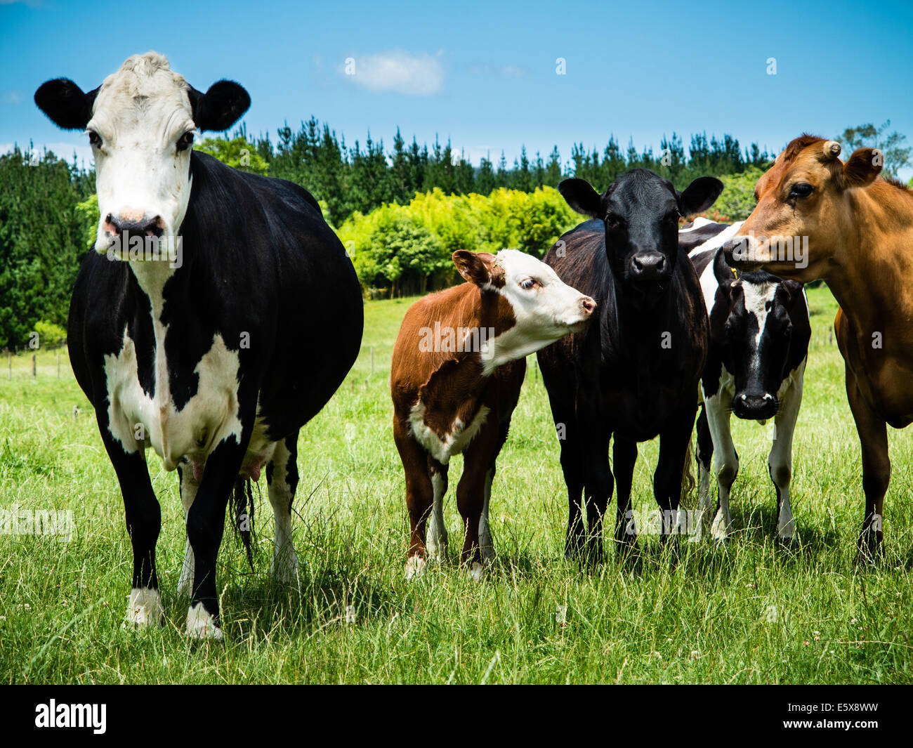Cattle Farm Hereford Friesian Cross Stock Photo