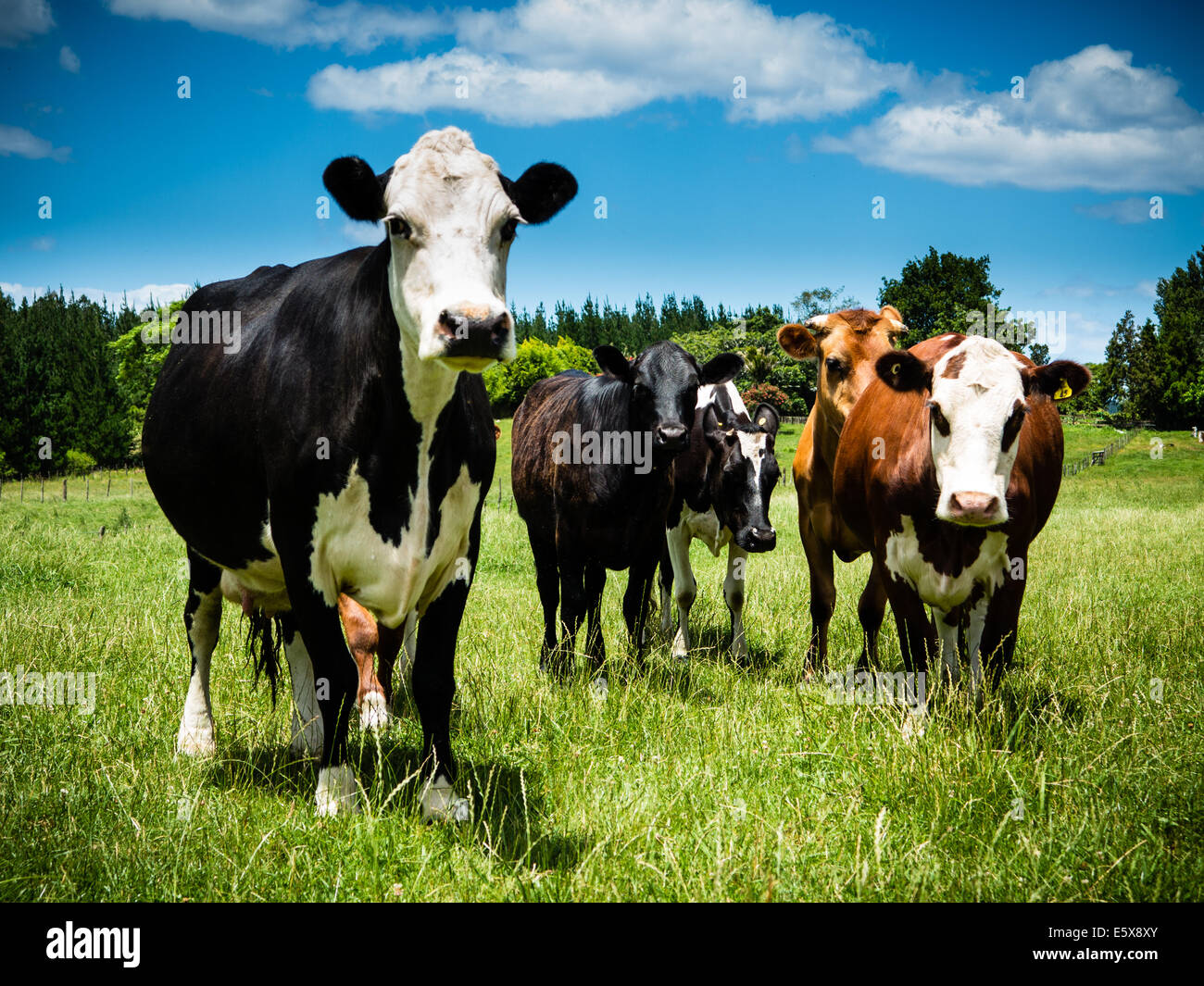 Cattle Farm Hereford Friesian Angus Cross Stock Photo
