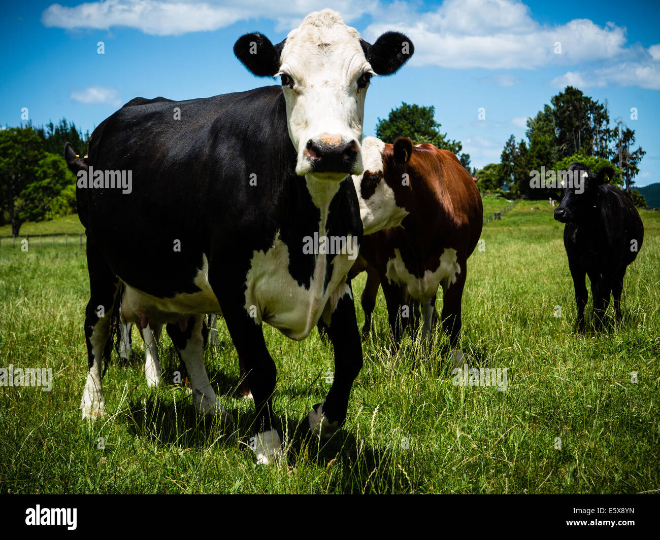 Cattle Farm Hereford Friesian Cross Stock Photo