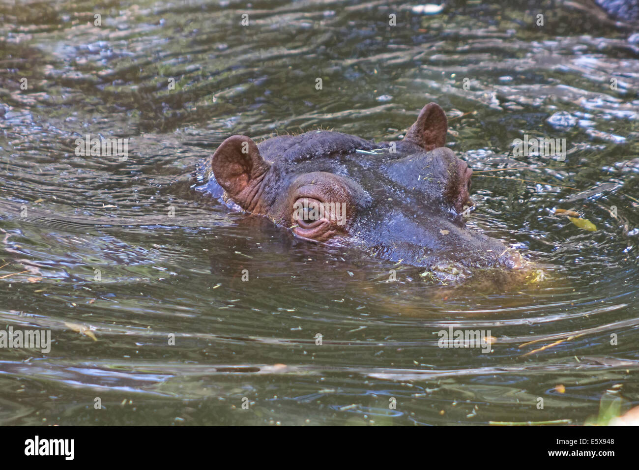 African hippo resting in the water Stock Photo