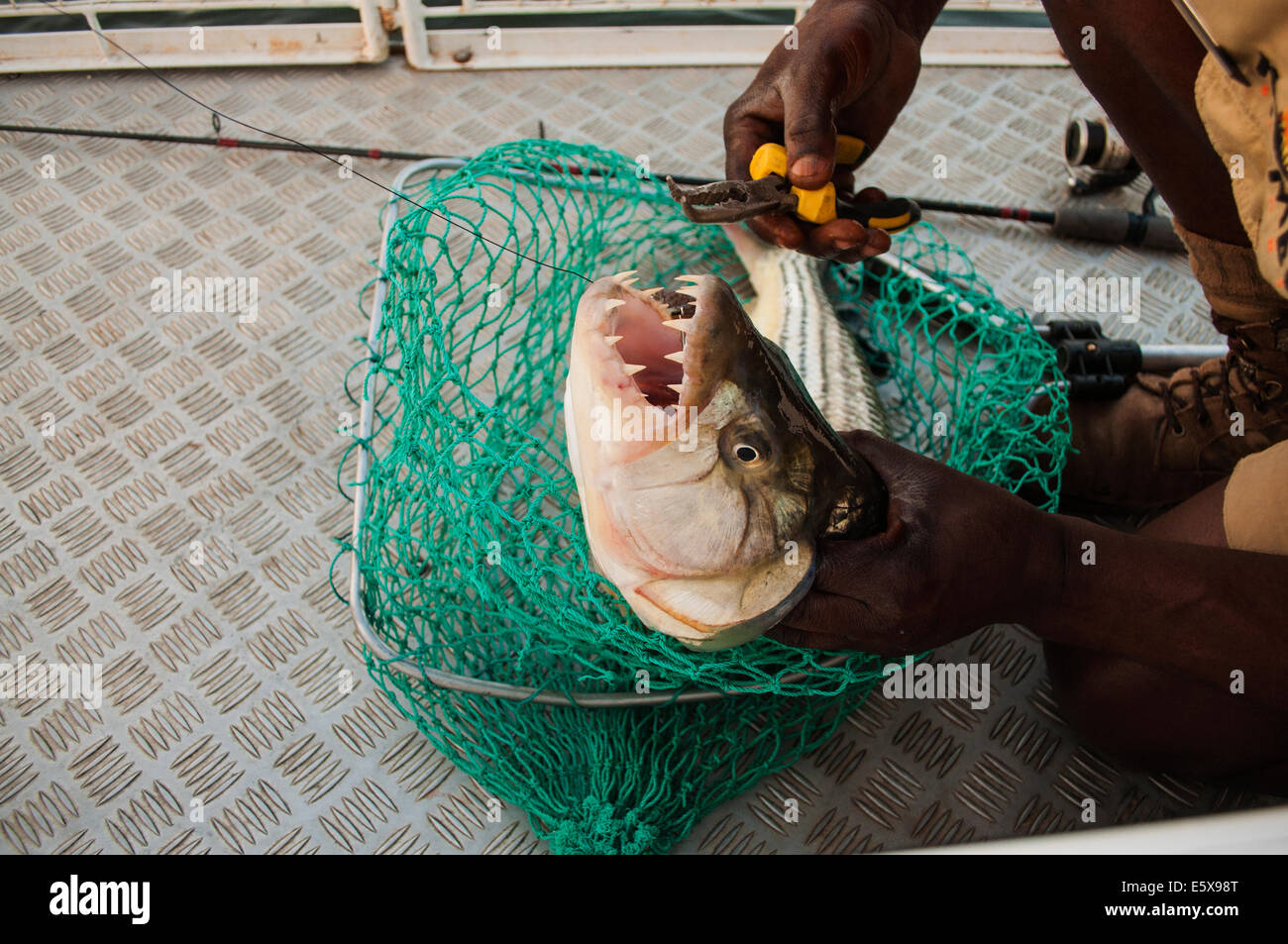 A tiger fish caught on a day out on the Zambezi river Stock Photo