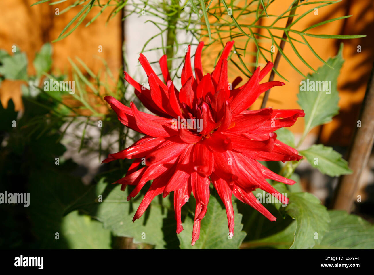 Double Star Stock Photos & Double Star Stock Images - Alamy