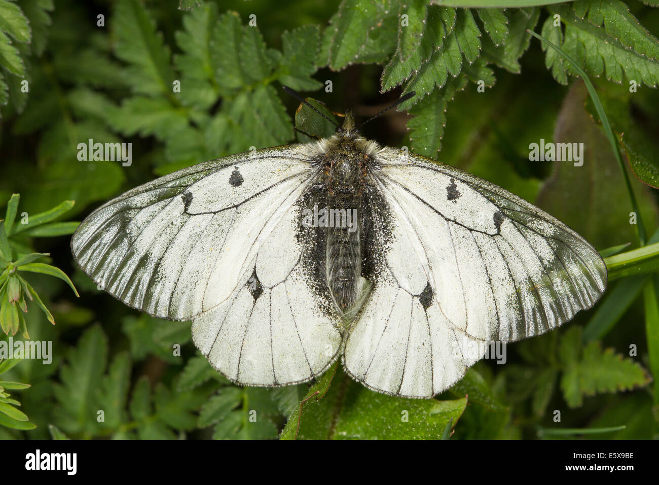 Clouded Apollo (Parnassius mnemosyne) Stock Photo