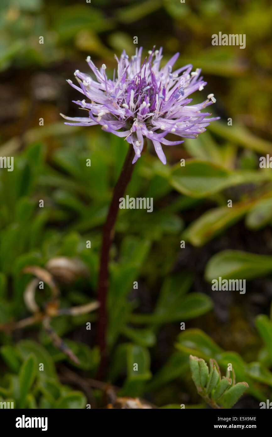 Matted Globularia (Globularia cordifolia) Stock Photo