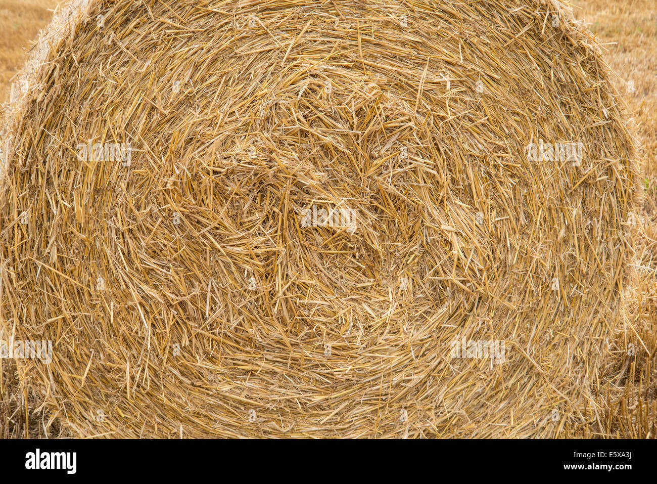 Straw Bale, Devon, England Stock Photo Alamy
