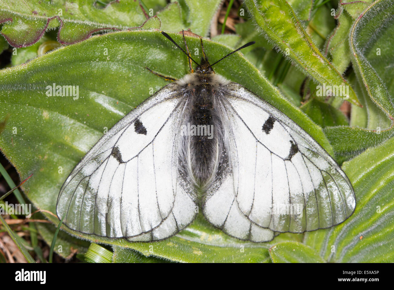 Clouded Apollo (Parnassius mnemosyne) Stock Photo