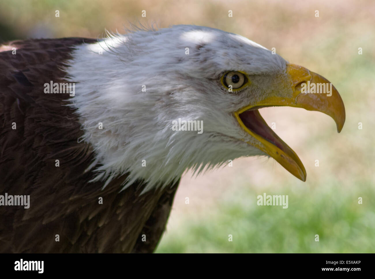 Bald Eagle or White Head (Haliaeetus leucocephalus) Stock Photo