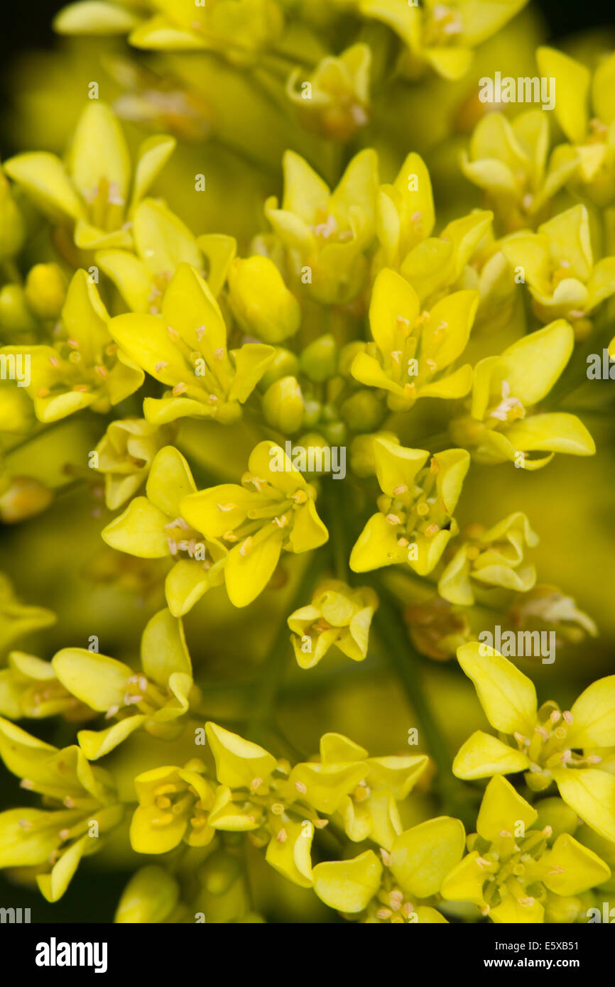 Buckler-mustard (Biscutella laevigata) flowers Stock Photo