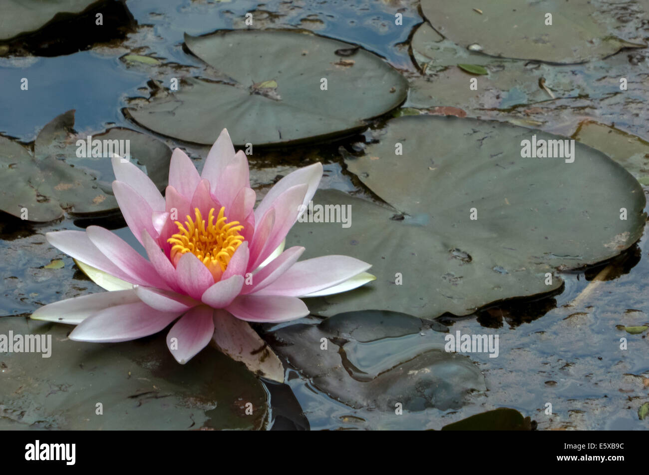 Water Lily Blossom, Nymphaea Sp. Stock Photo