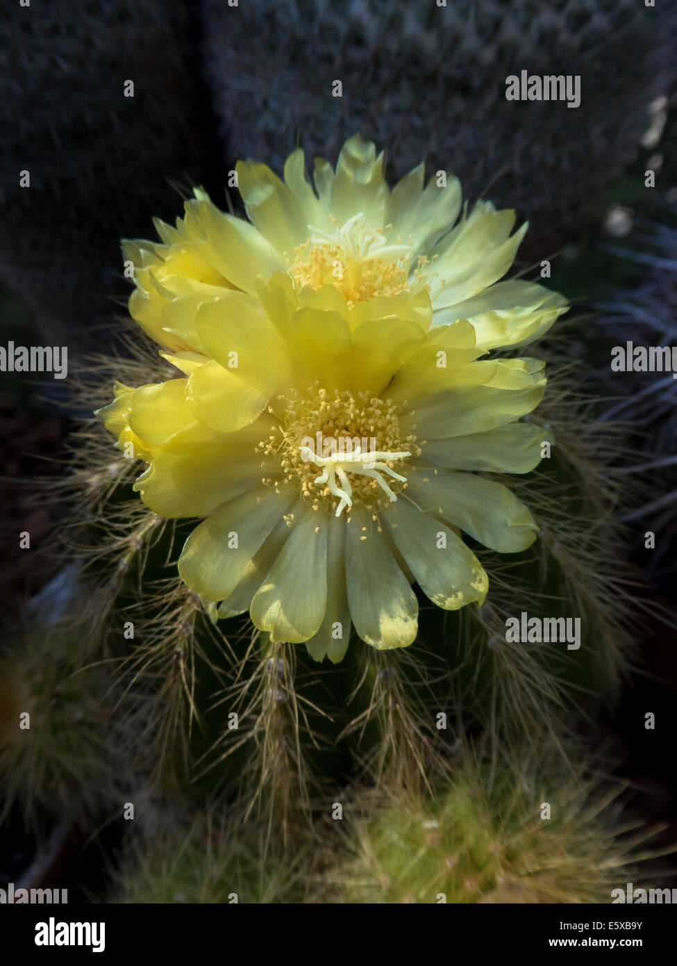 yellow cactus blossom, Notocactus magnificus Stock Photo Alamy