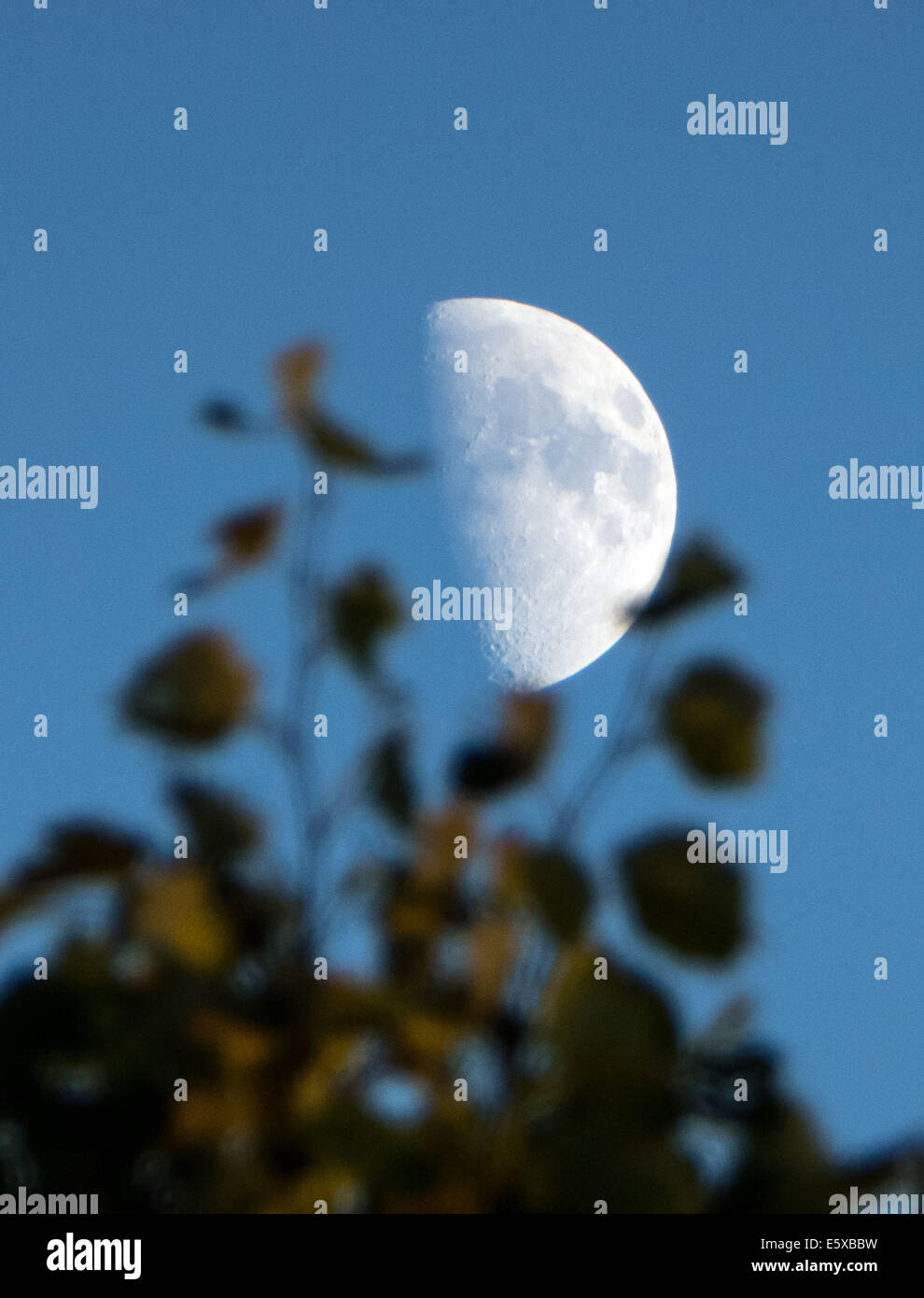 waxing moon over tree top Stock Photo - Alamy