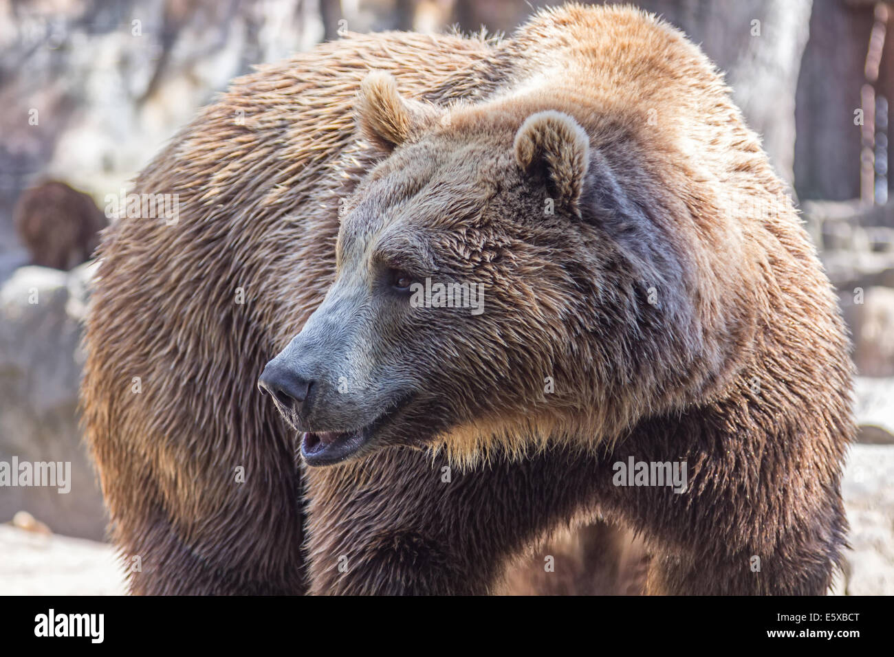 brown bear sitting so funny Stock Photo - Alamy