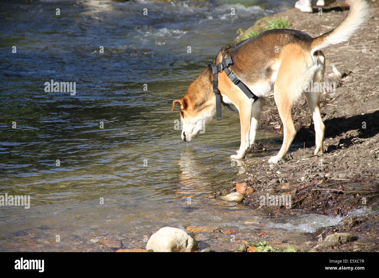 Thirsty dog drinking water in a river Stock Photo