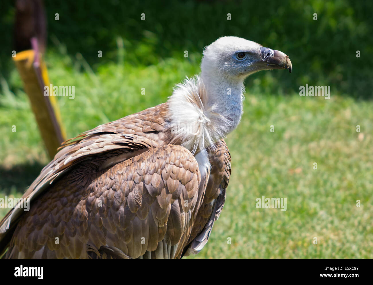 Griffon Vulture (Gyps fulvus Stock Photo Alamy