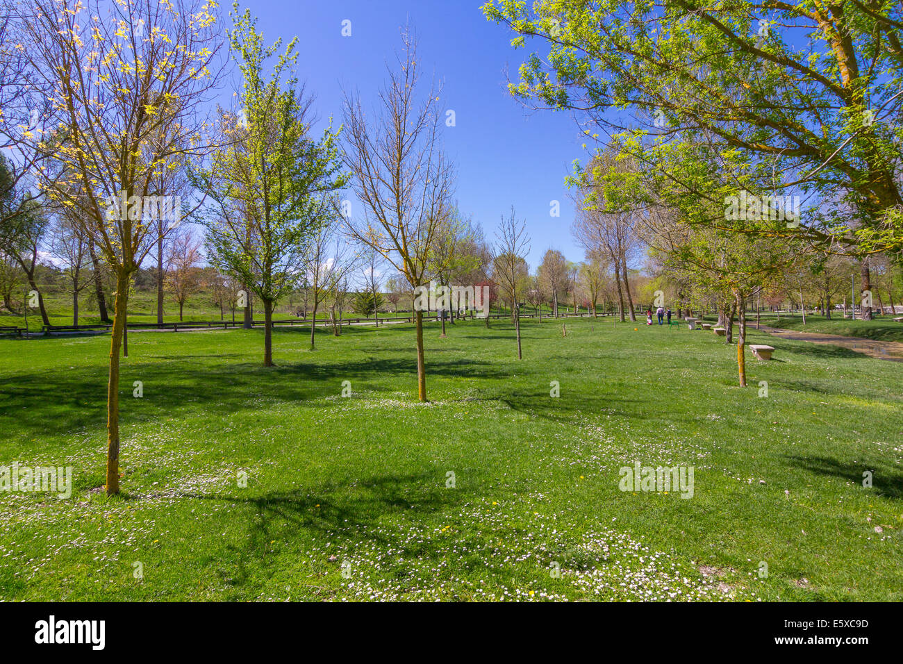 High grass field forest trees hi-res stock photography and images - Alamy