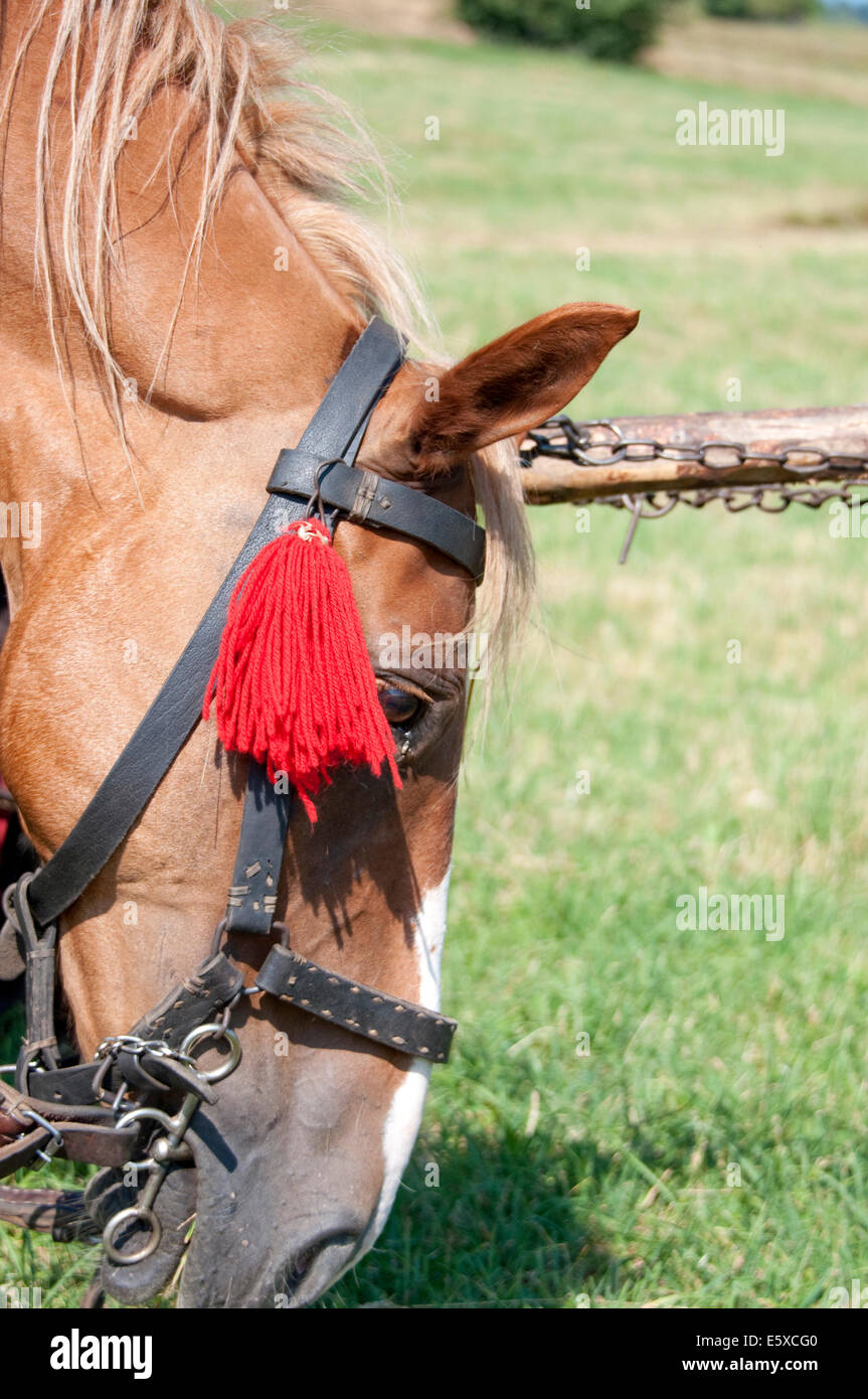 Horse head profile hires stock photography and images Alamy