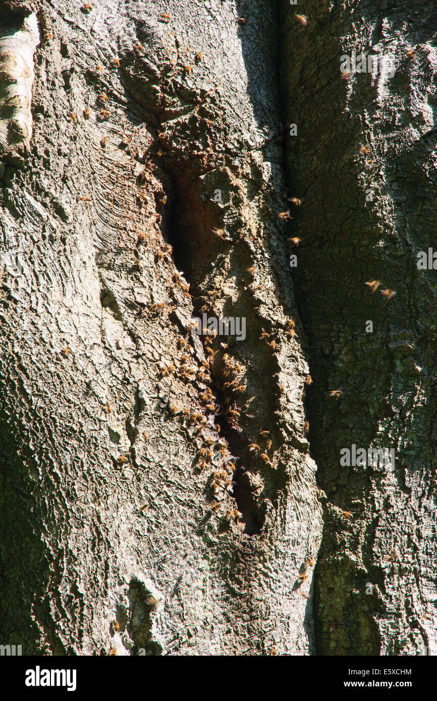 Honey Bees nesting in a hollow tree Stock Photo