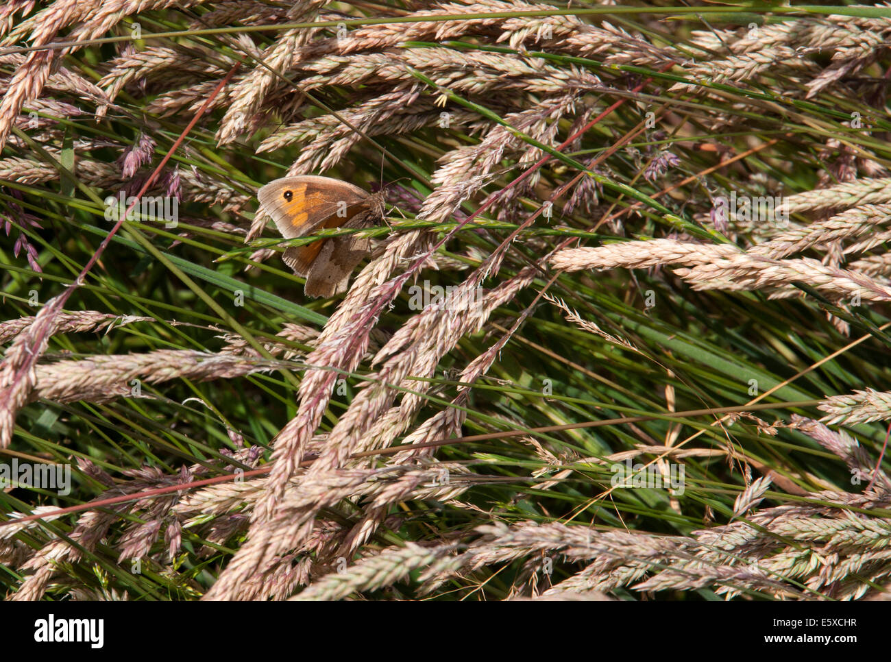 Hedge Brown or Gatekeeper Butterfly sheltering in grasses Stock Photo