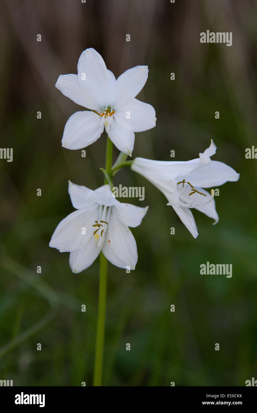 St Bruno's Lily (Paradisea liliastrum) Stock Photo