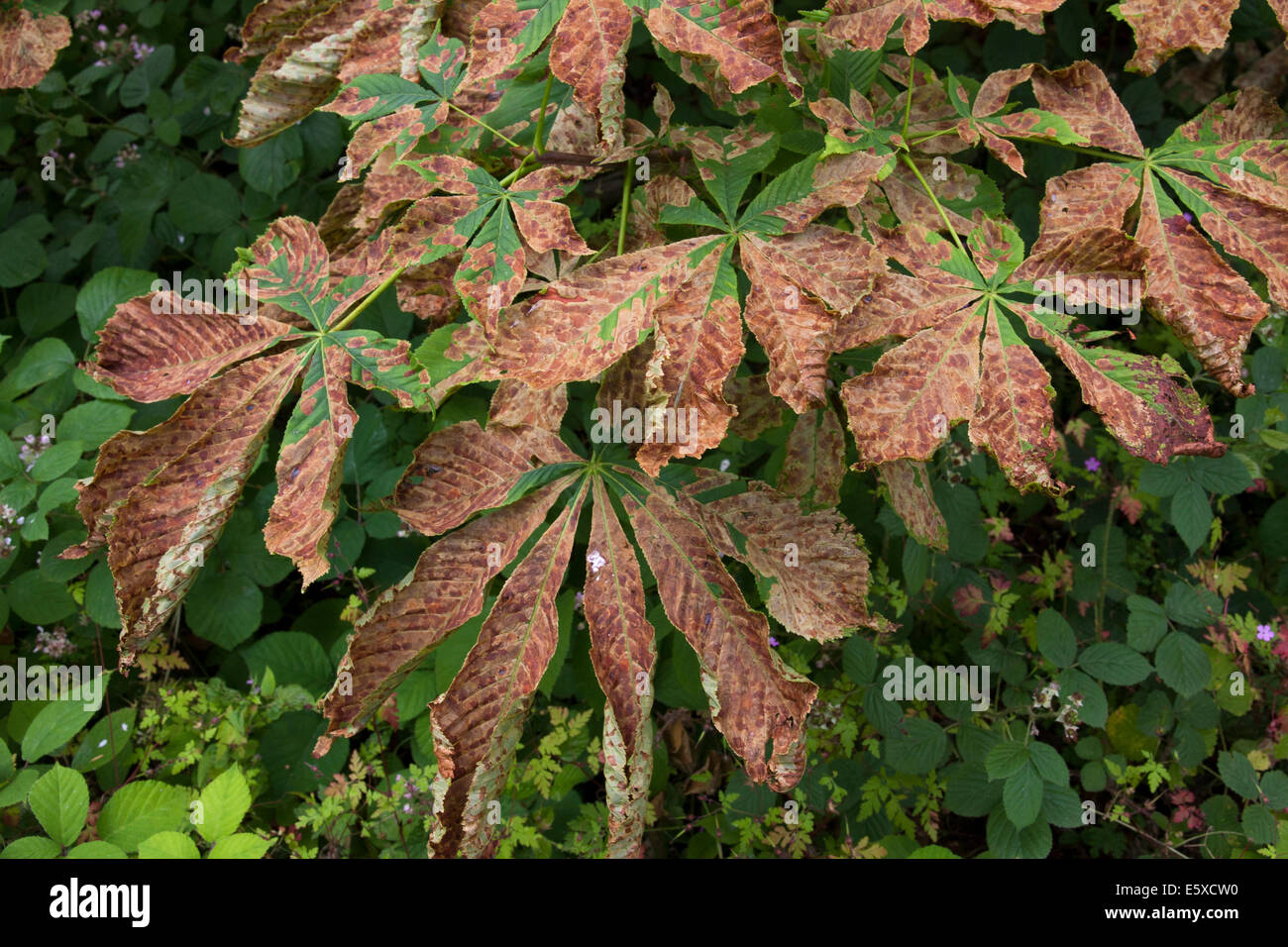 Horse Chestnut tree leaves turned brown by actions of leaf miners of Leaf Miner moth (Cameraria ohridella) Stock Photo